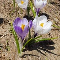 Weißer Krokus