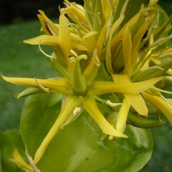 Gelber Enzian
