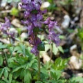 Hohler Lerchensporn