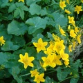 Sumpfdotterblume - Pflanze 02