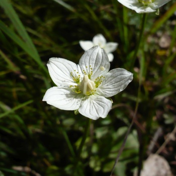 Spindelbaumgewächse