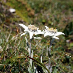 Edelweiß