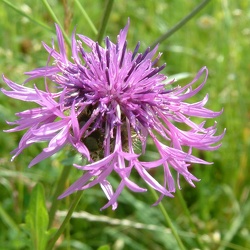 Flockenblumen