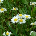 Gänseblümchen