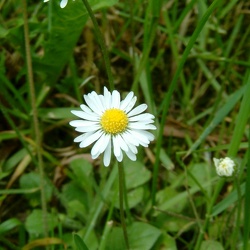 Gänseblümchen