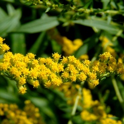 Goldruten