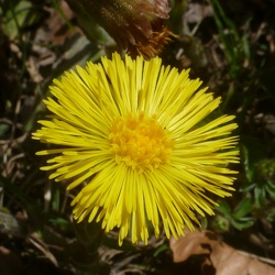 Huflattich