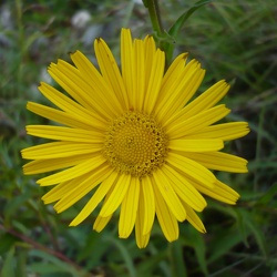 Ochsenaugen