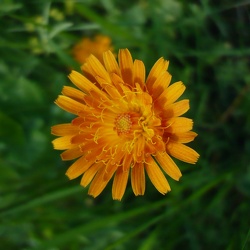 Pippau