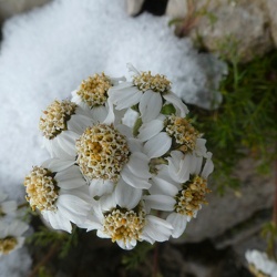 Schwarzrandige Schafgarbe