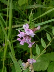 Zaun-Wicke