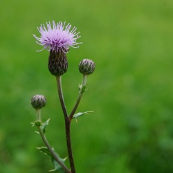 Acker-Kratzdistel