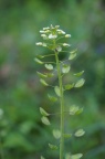 Stängelumfassendes Hellerkraut