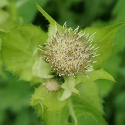Kohldistel