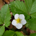 Wald-Erdbeere