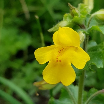 Gauklerblumengewächse