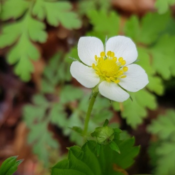 Rosengewächse