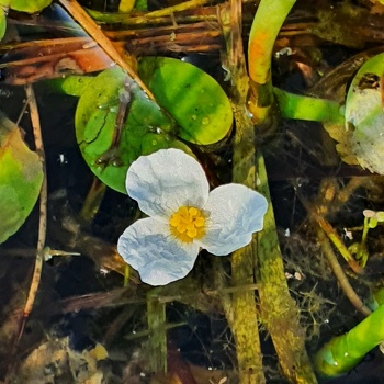 Froschbissgewächse