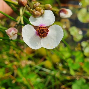 Froschlöffelgewächse