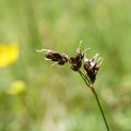 Feld-Hainsimse