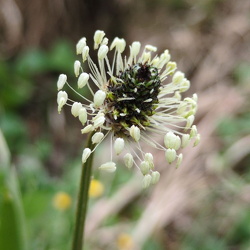 Wegeriche
