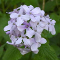 Ausdauerndes Silberblatt