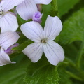 Ausdauerndes Silberblatt