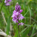 Schopfige Kreuzblume