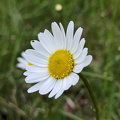 Magerwiesen-Margerite