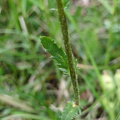 Magerwiesen-Margerite