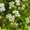 Gewöhnlicher Feldsalat