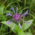 Berg-Flockenblume