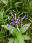 Berg-Flockenblume