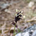 Kalk-Blaugras (86 visits) Kalk-Blaugras
