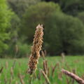 Wiesen-Fuchsschwanz
