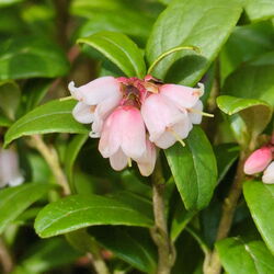 Heidelbeeren