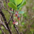 Rauschbeere