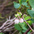 Rauschbeere