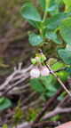 Rauschbeere