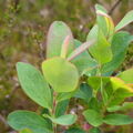 Rauschbeere