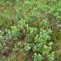 Rauschbeere